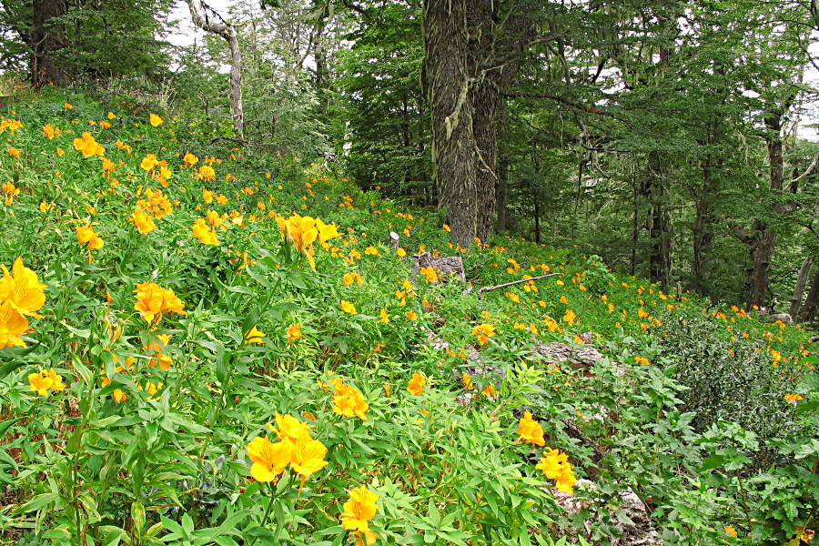 Blumenwiese im Wald auf dem Weg zum Gipfel über San Carlos de Bariloche