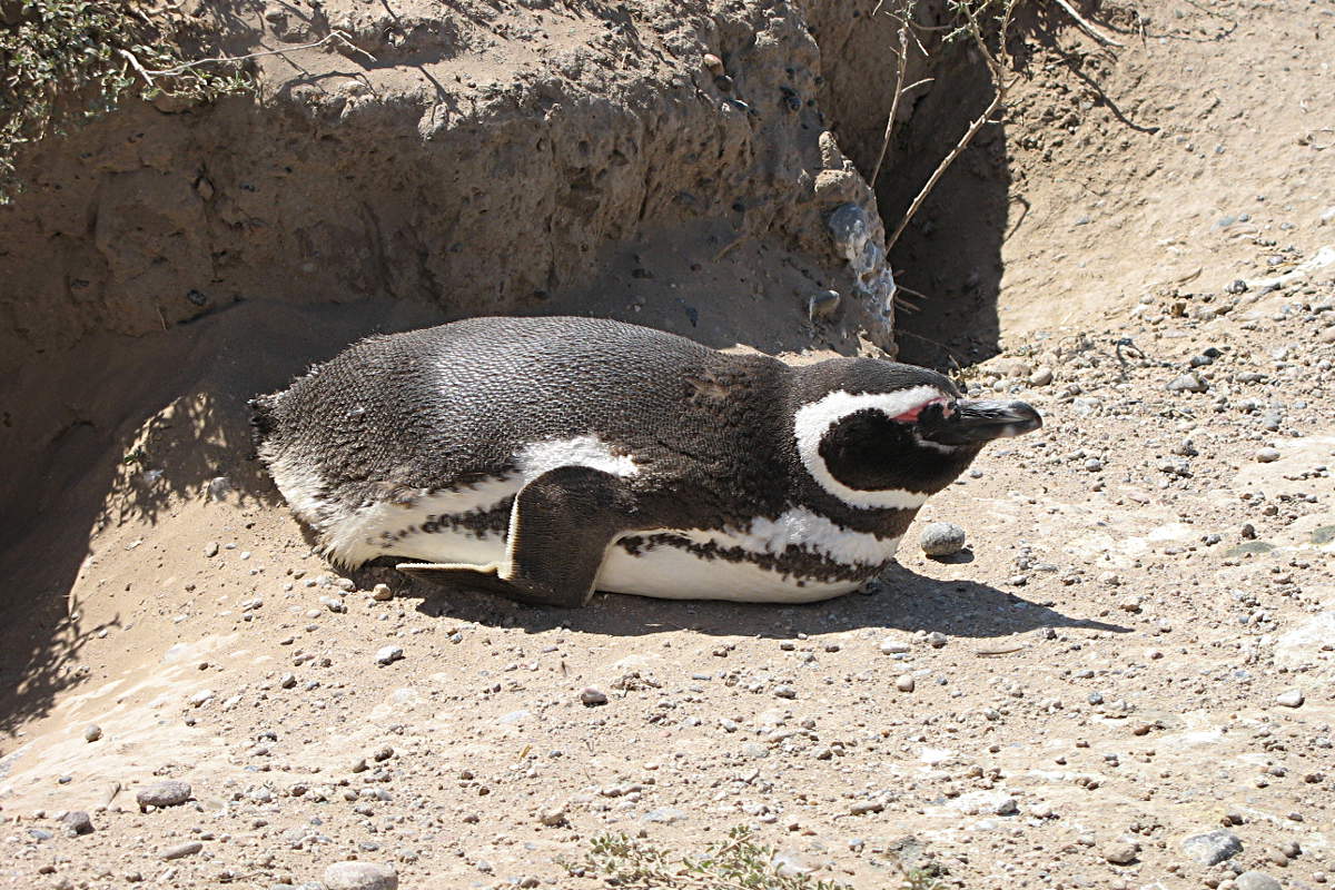 Ein Pinguin sonnt sich auf der Pensinsula Valdes, Argentinien