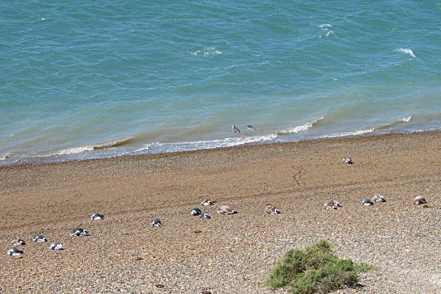 Die Pinguinkolonie auf der Peninsula Valdes, Argentinien