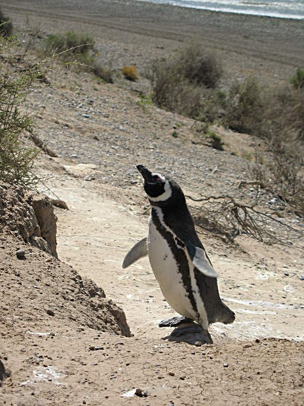 Mein neuer bester Freund - ein Pinguin posiert besonders schön fürs Foto auf der Pensinsula Valdes, Argentinien