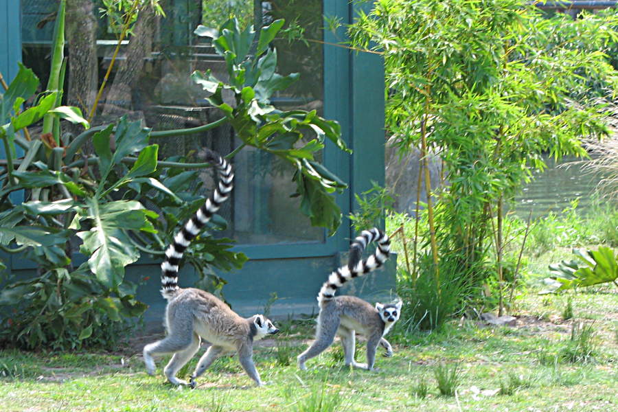 Lemuren im Zoo von Buenos Aires, Argentinien