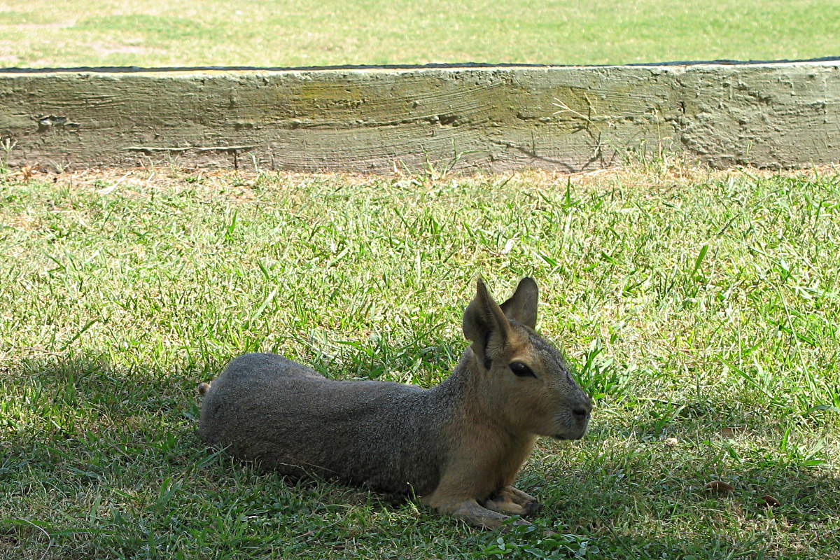 Ein Mara (Pampashase) im Zoo von Buenos Aires, Argentinien