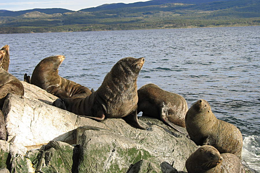 Seelöwenkolonie im Beagle Kanal