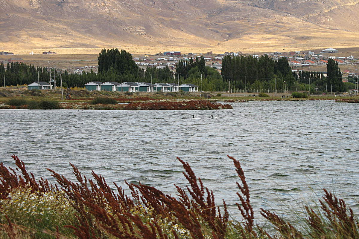 Ein paar Schwarzhalsschwäne im Naturschutzgebiet von El Calafate