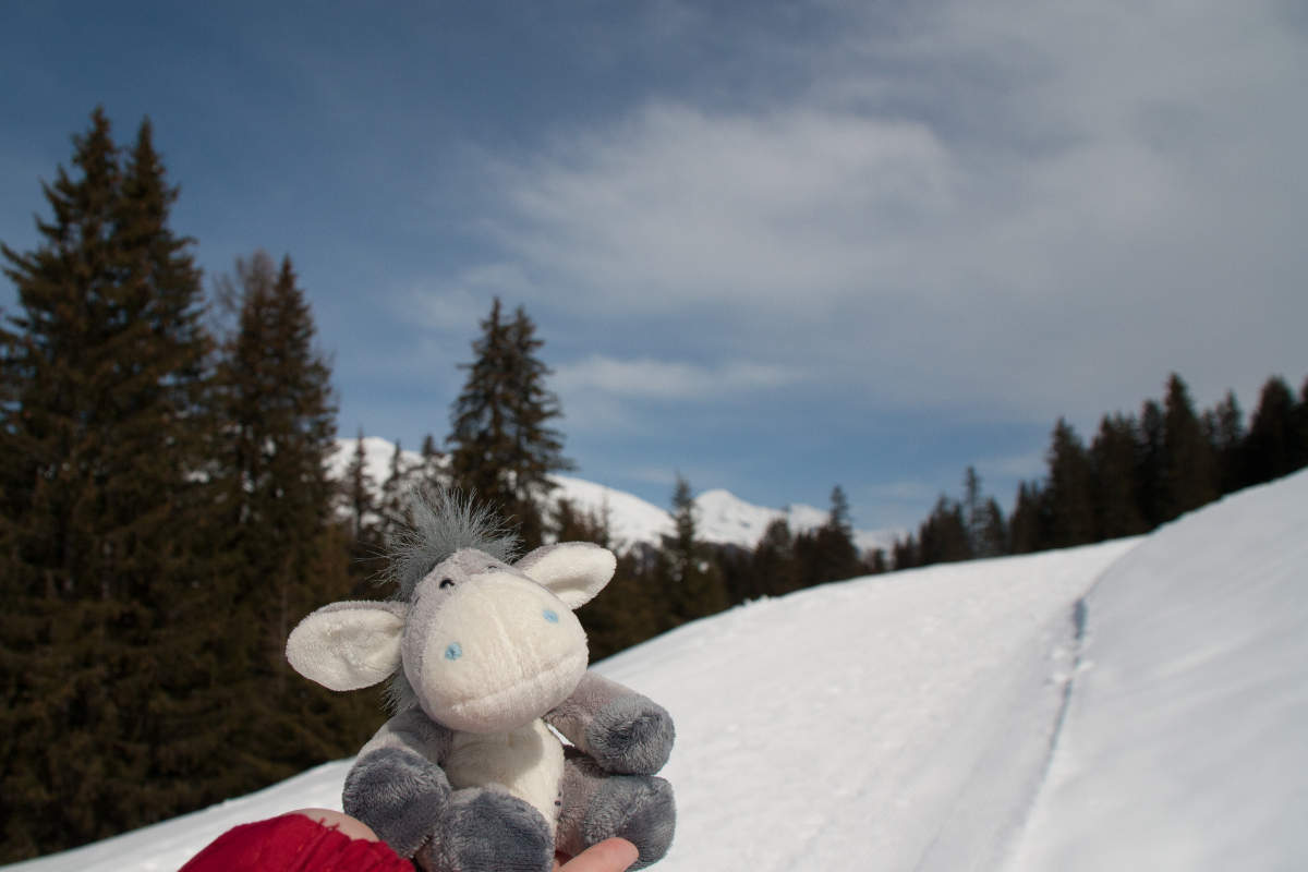 Der Esel auf einer Winderwanderung rund um Davos