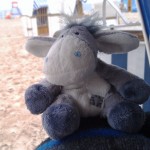 Esel im Strandkorb von Świnoujście