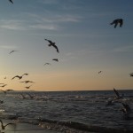 Möwen am Strand von Swinemünde in der Abendsonne