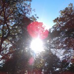 Die Sonne scheint durch die Bäume im Bürgerpark Bremen.