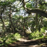 National Park Tierra del Fuego, Argentina