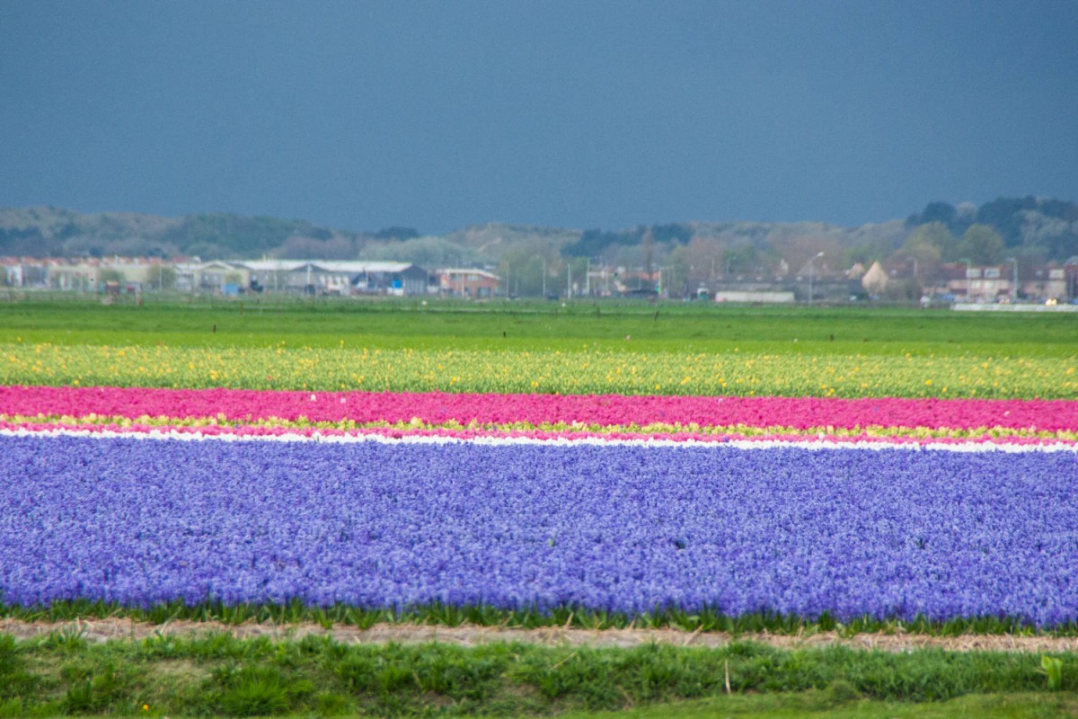 Tulpenfelder kurz vor einem heftigen Sturm