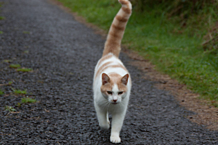 Eine Katze auf irischen Pfaden