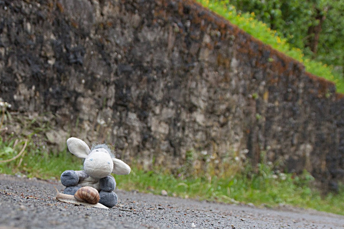 Der Esel trifft auf eine Schnecke am Kulturwanderweg Jagst