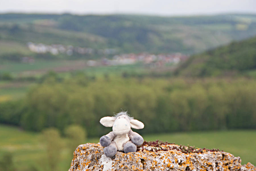 Der Esel auf dem Turm der Burgruine in Krautheim