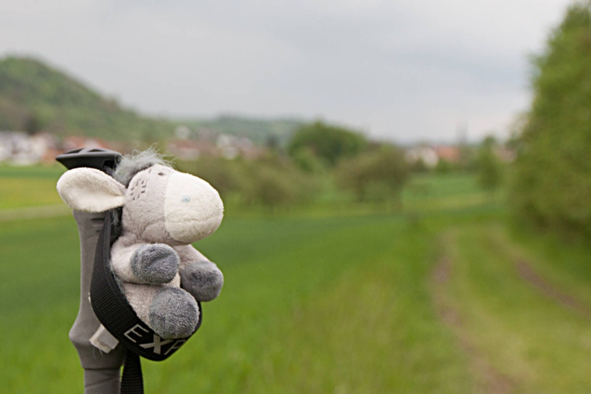 Der Esel hängt lässig ab - am Kulturwanderweg Jagst