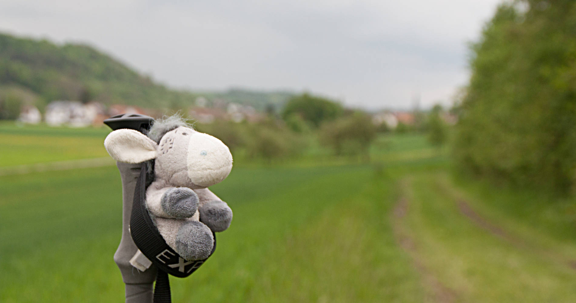 Der Esel hängt lässig ab - am Kulturwanderweg Jagst
