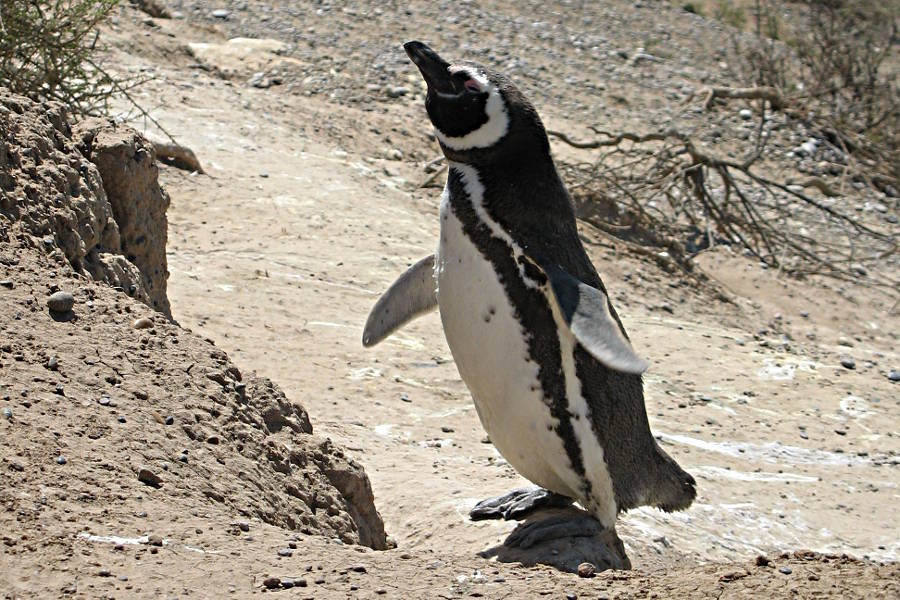 Ein Pinguin in Argentinien