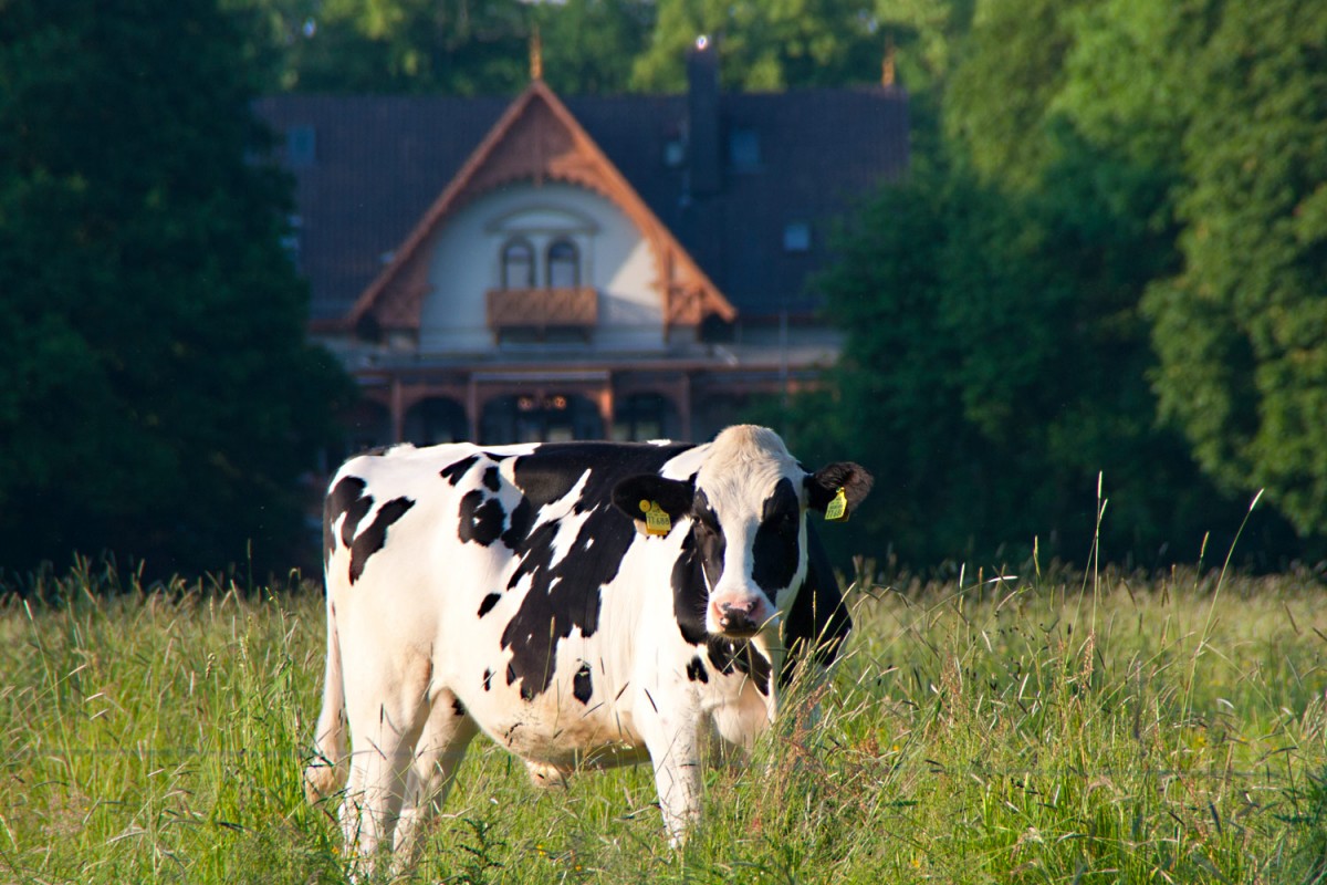 Im Bürgerpark Bremen, mitten in der Stadt, weiden Kühe.