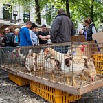 Hühner auf dem Vogelmarkt von Antwerpen