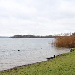 Ein paar Enten am winterlichen Seeufer am Scharmützelsee