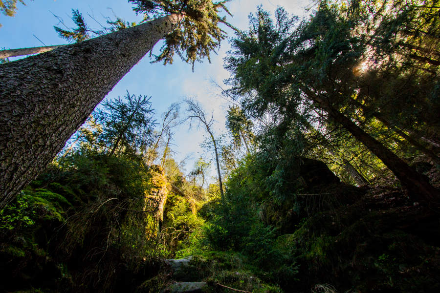 Bäume am Wanderweg unweit der Bastei im Elbsandsteingebirge