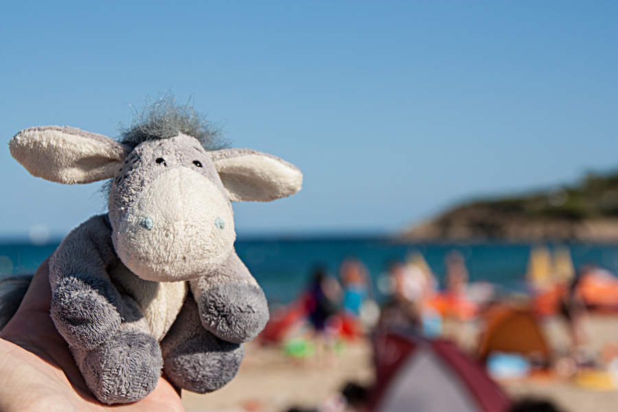 Der Esel am Strand der Côte d’Azur